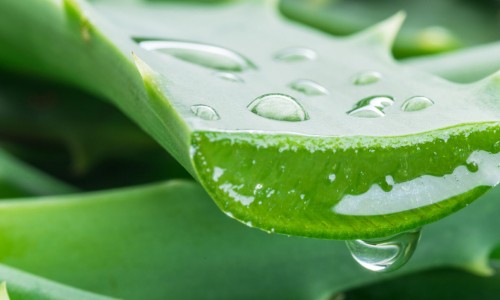 Aloe Vera ile Cilt Bakımı - Doğal ve Etkili Cilt Bakımı Rehberi